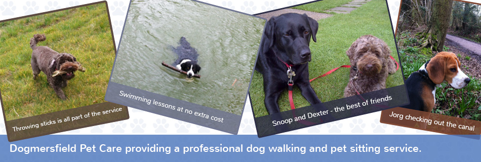 Dogmersfield Pet Care professional dog walking